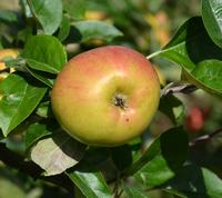 Gråsten Såbygård æble